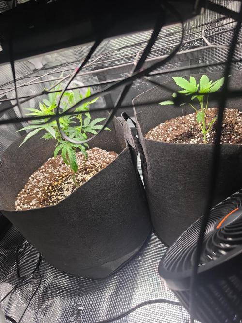 Trial and error with a bit more detail. Week 5