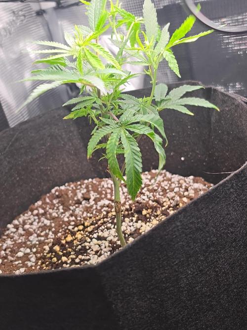 Trial and error with a bit more detail. Week 5