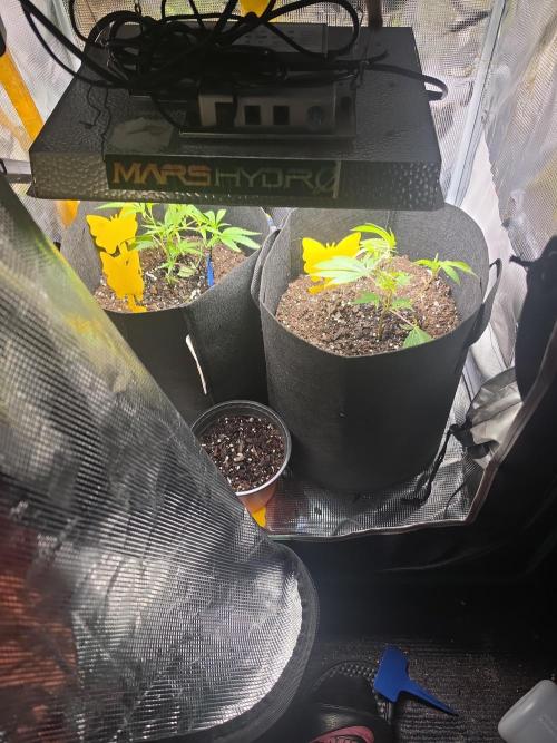 Trial and error with a bit more detail. Week 5