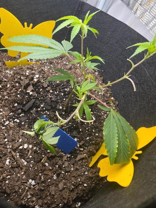 Trial and error with a bit more detail. Week 5