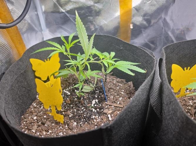 Trial and error with a bit more detail. Week 5