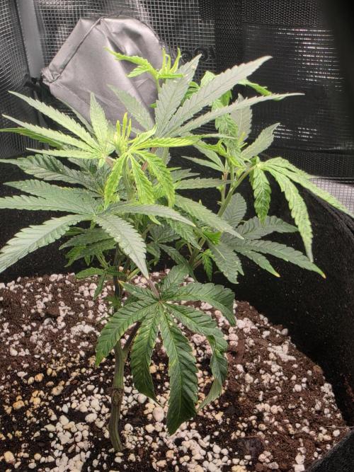 Trial and error with a bit more detail. Week 5