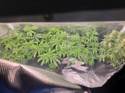 Comment by Trippykidz954 photo #2