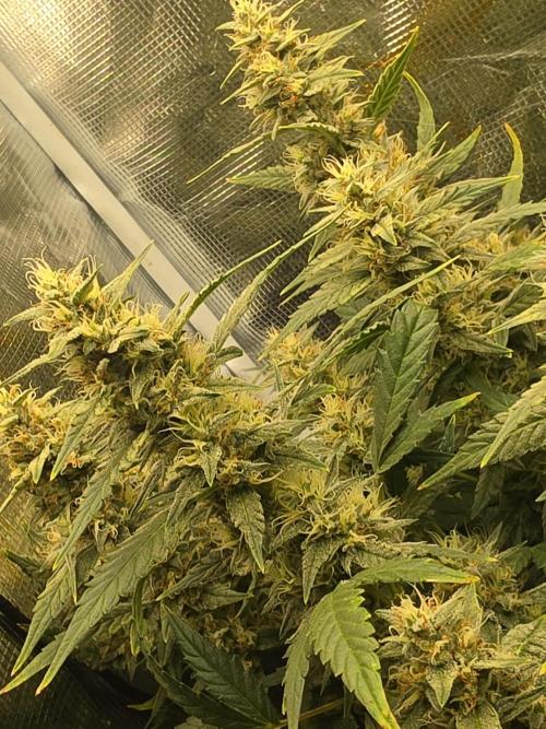 Trial and error with a bit more detail. Week 6 - Gorilla z