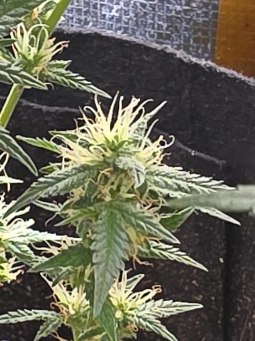 Trial and error with a bit more detail. Week 6 - Gorilla z