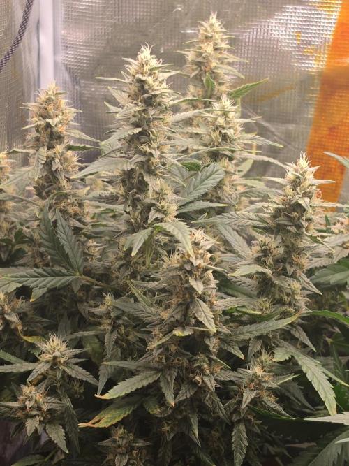Trial and error with a bit more detail. Week 6 - Gorilla z