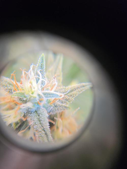 Trial and error with a bit more detail. Week 6 - This is my first time growing