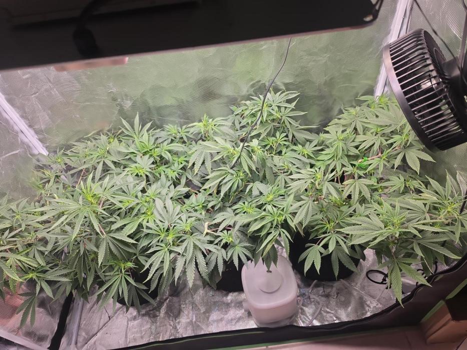 Trial and error with a bit more detail. Week 7