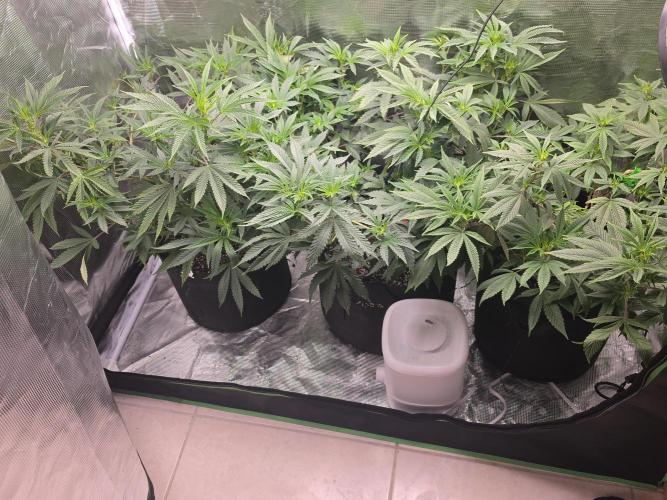 Trial and error with a bit more detail. Week 8
