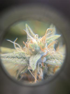 Comment by Trippykidz954 photo #1