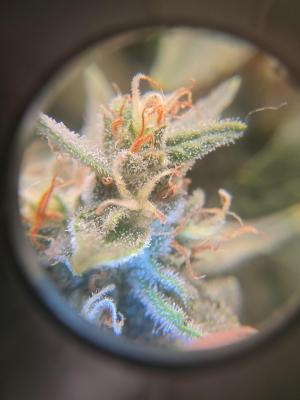 Comment by Trippykidz954 photo #2