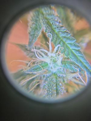 Comment by Trippykidz954 photo #3