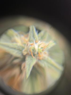 Comment by Trippykidz954 photo #4