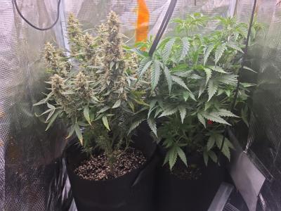 Comment by Trippykidz954 photo #5