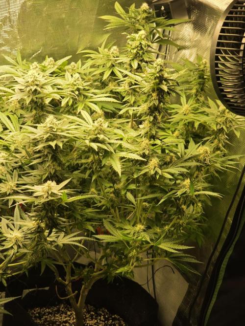My first grow (most is done). Week 11