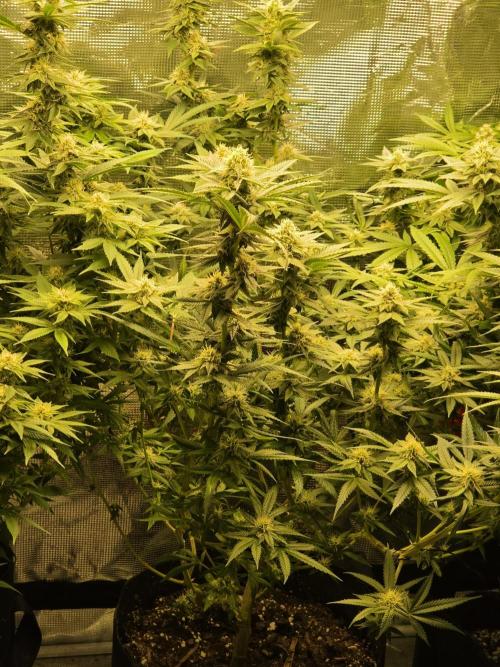 My first grow (most is done). Week 11
