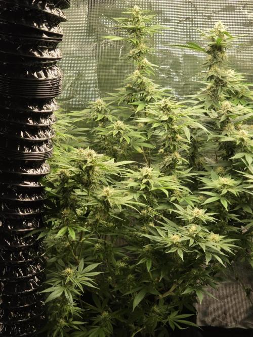 My first grow (most is done). Week 11