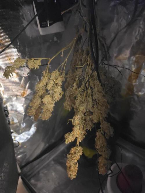 My first grow (most is done). Week 11
