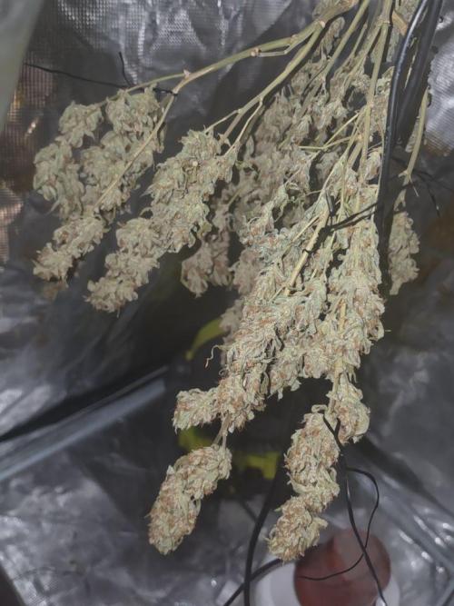 My first grow (most is done). Week 11