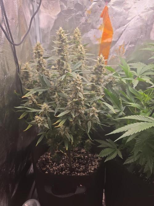 My first grow (most is done). Week 11