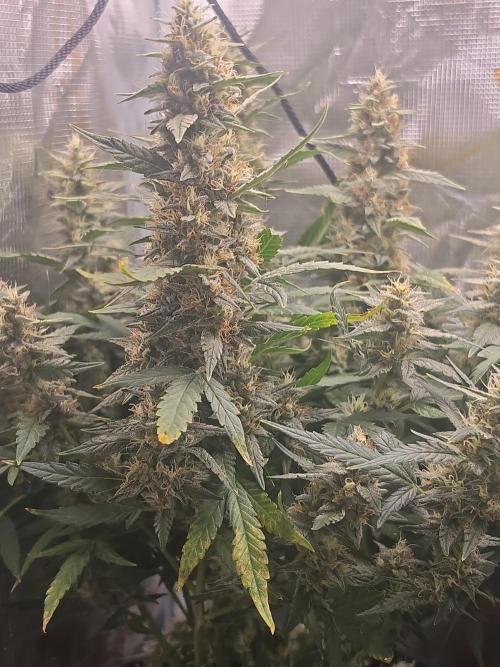 My first grow (most is done). Week 11