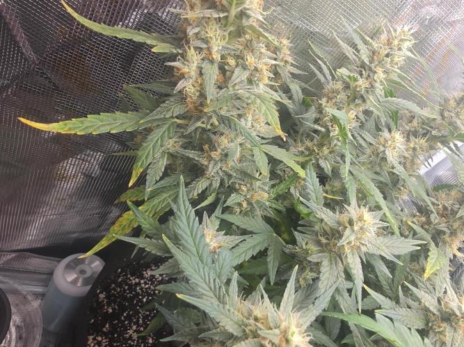 My first grow (most is done). Week 11