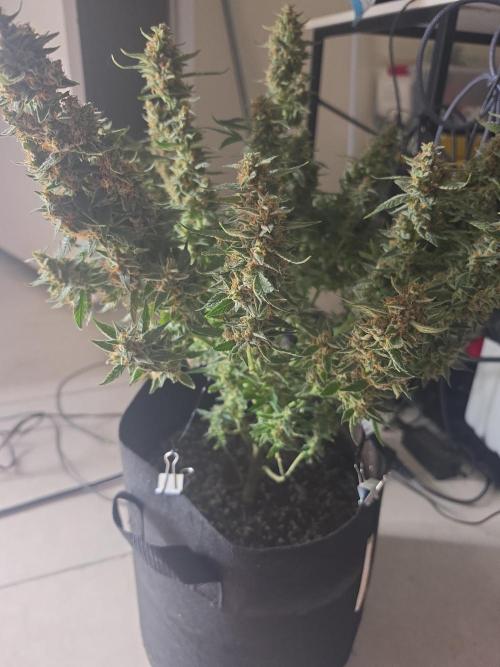 My first grow (most is done). Week 11