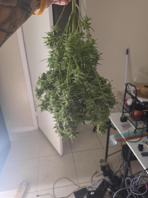 My first grow (most is done). Week 11