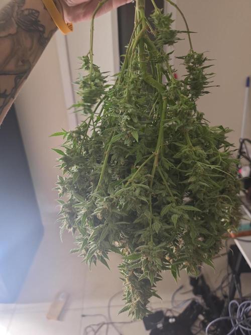 My first grow (most is done). Week 11