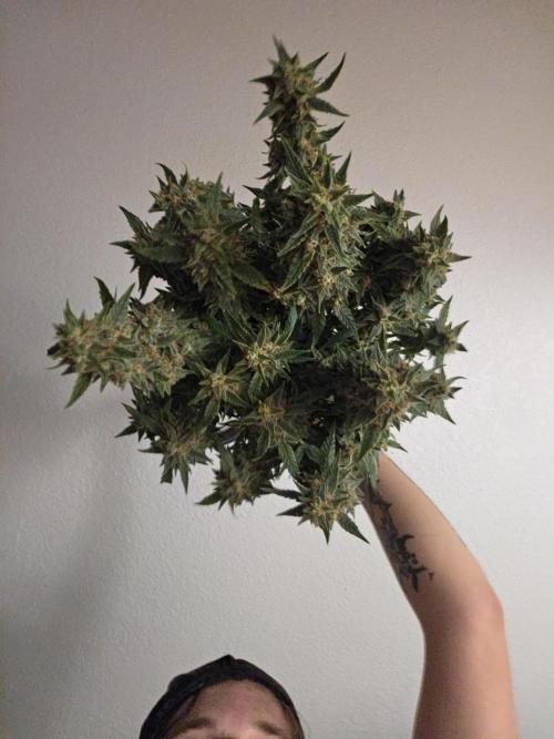 My first grow (most is done). Week 11