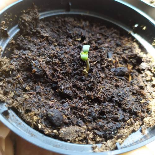 RED POISON AUTO- OUTDOOR. Week 1