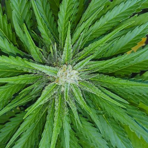 Exotic seeds Natural organic outdoor. Week 6