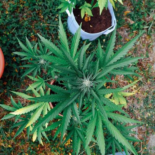 Exotic seeds Natural organic outdoor. Week 6