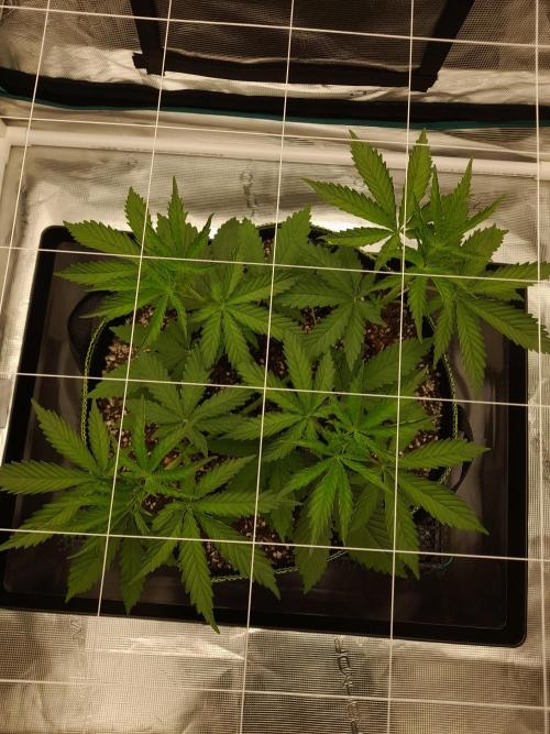 Durban Poison 4 way lst Scrog. Week 3