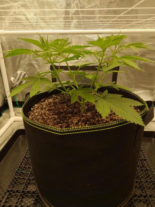 Durban Poison 4 way lst Scrog. Week 3