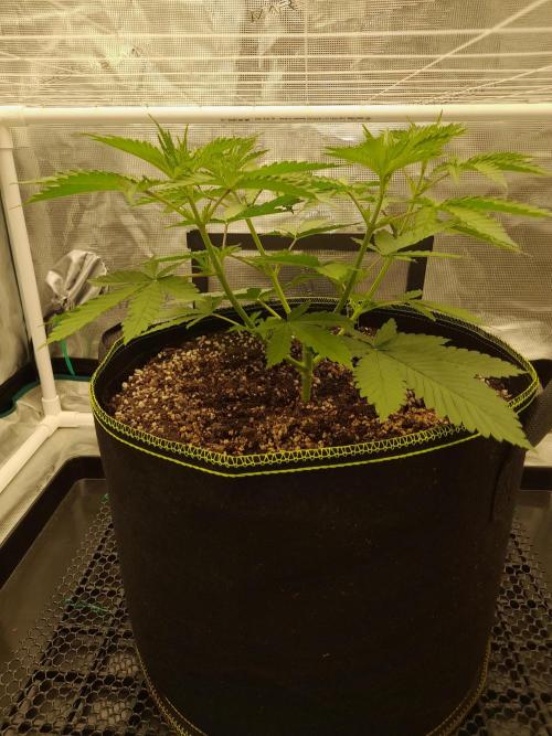 Durban Poison 4 way lst Scrog. Week 3