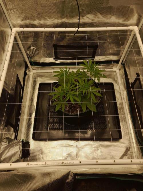 Durban Poison 4 way lst Scrog. Week 3