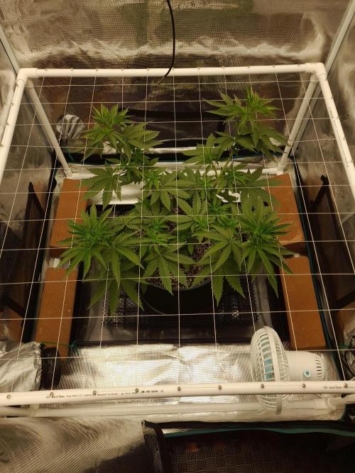 Durban Poison. Week 4