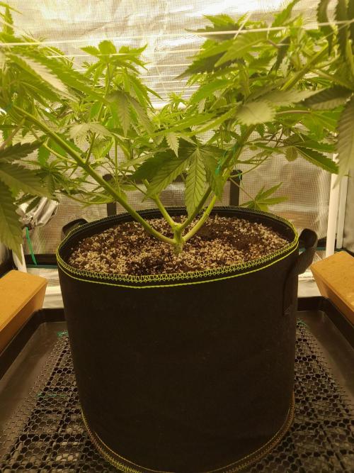 Durban Poison 4 way lst Scrog. Week 5