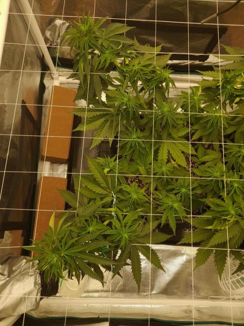 Durban Poison 4 way lst Scrog. Week 5
