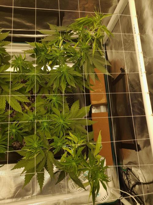 Durban Poison 4 way lst Scrog. Week 5