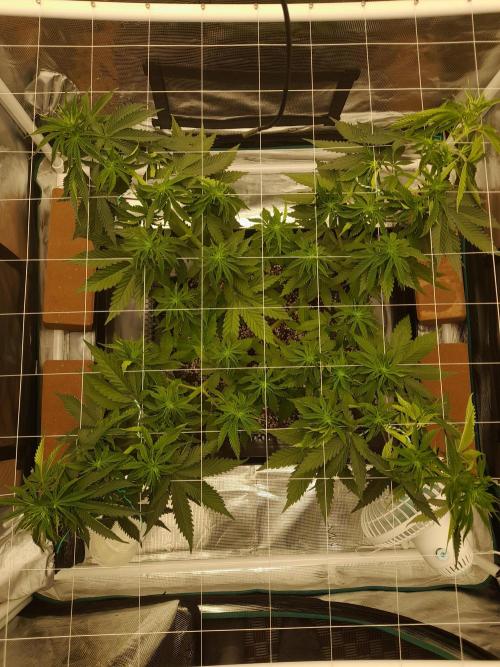 Durban Poison 4 way lst Scrog. Week 5