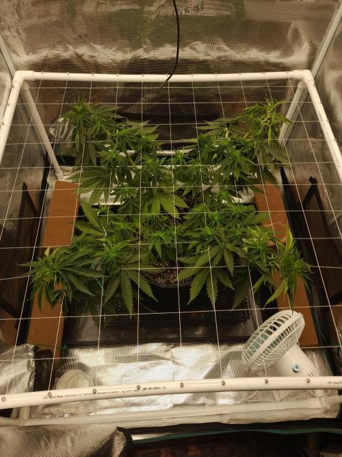 Durban Poison 4 way lst Scrog. Week 5
