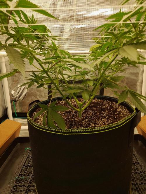 Durban Poison 4 way lst Scrog. Week 4
