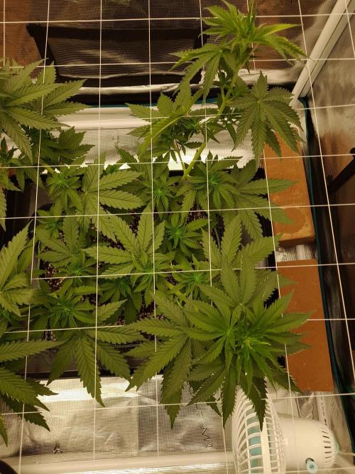Durban Poison 4 way lst Scrog. Week 4