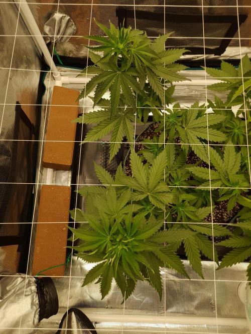 Durban Poison 4 way lst Scrog. Week 4