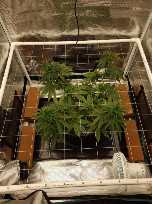 Durban Poison 4 way lst Scrog. Week 4