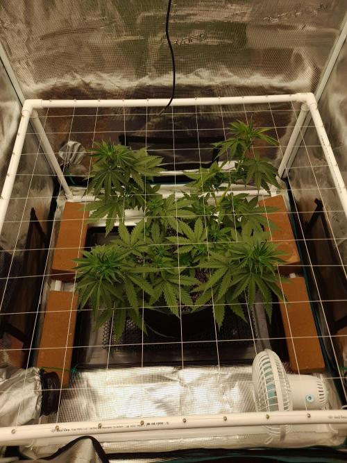 Durban Poison 4 way lst Scrog. Week 4