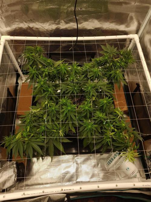 Durban Poison 4 way lst Scrog. Week 6