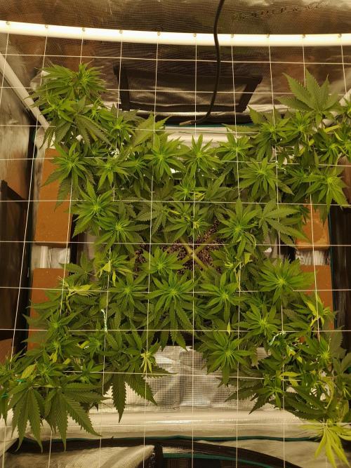 Durban Poison 4 way lst Scrog. Week 6